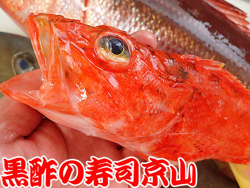 ヒオドシ　魚　寿司